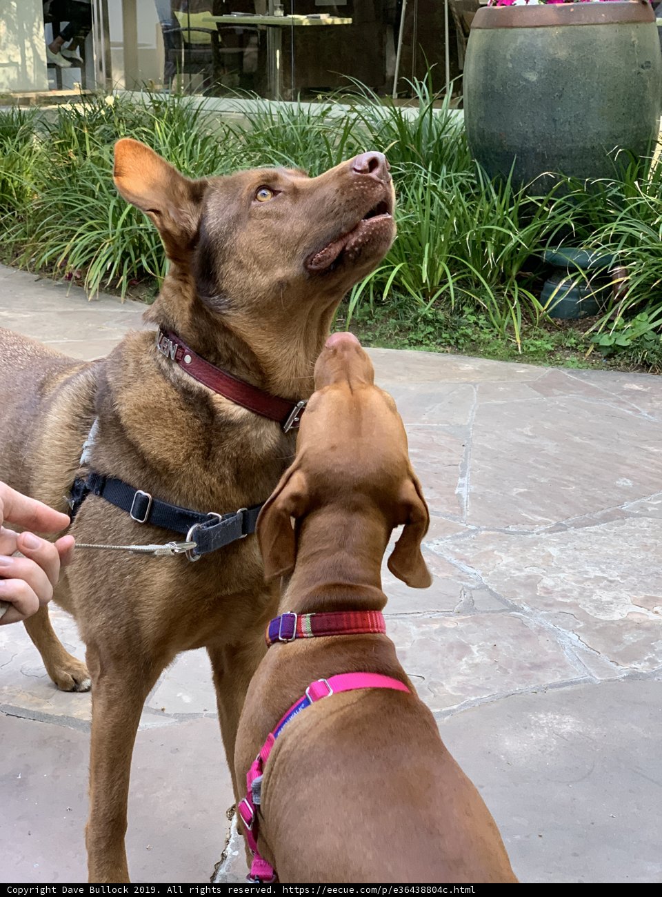 Two Dogs Meet on the Walkway