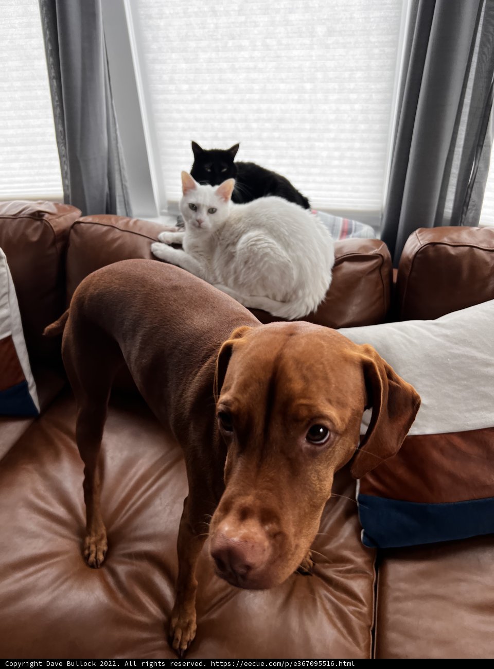 Furry Friends on the Couch