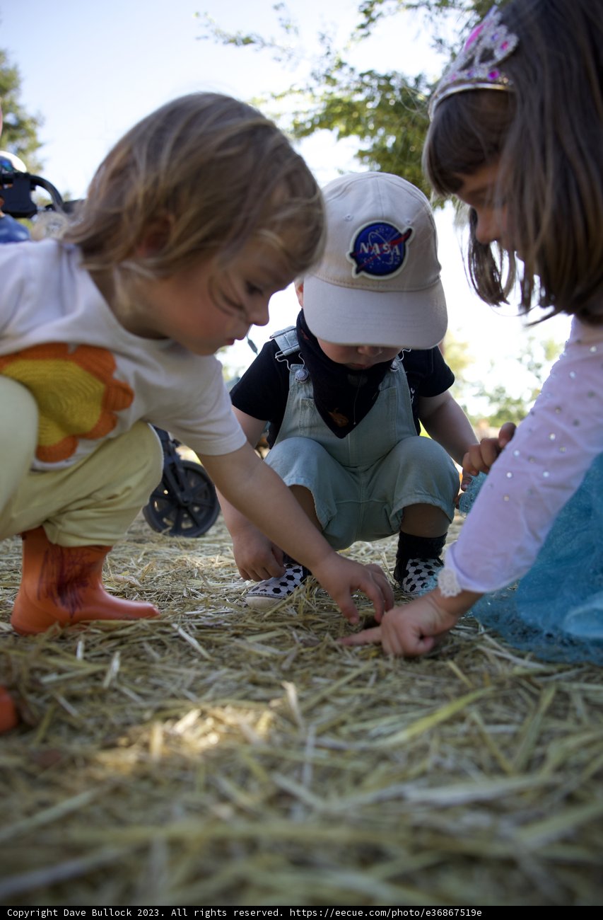 Joyous Playtime on the Pumpkin Patch - Metzgar Delights