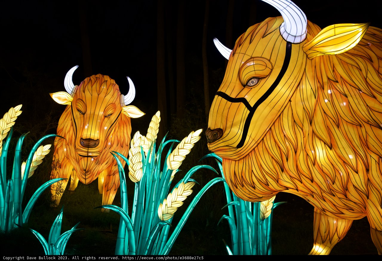 Encounter of Imposing Bison
