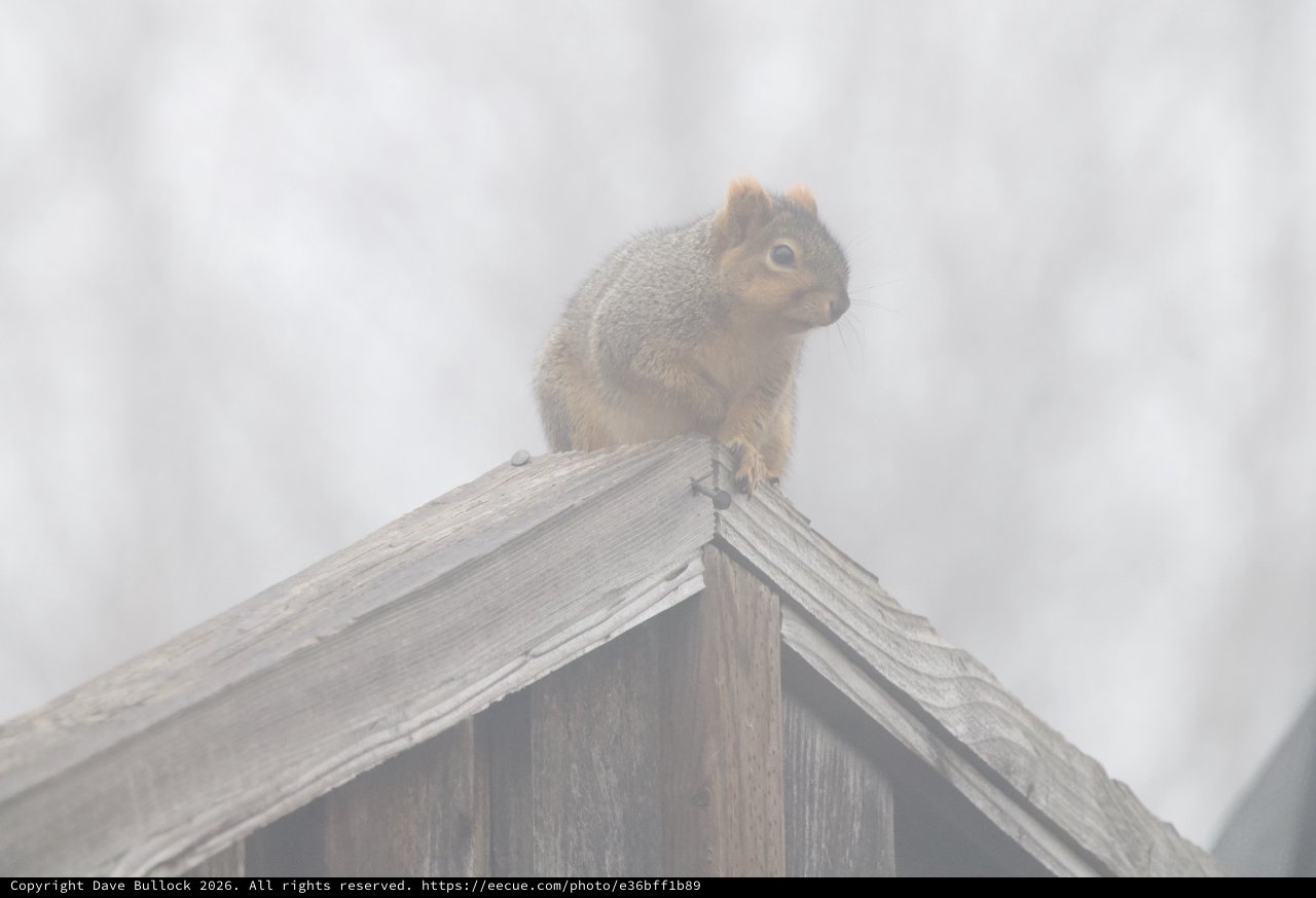Red Squirrel Perched on Weathered Birdhouse in Fog