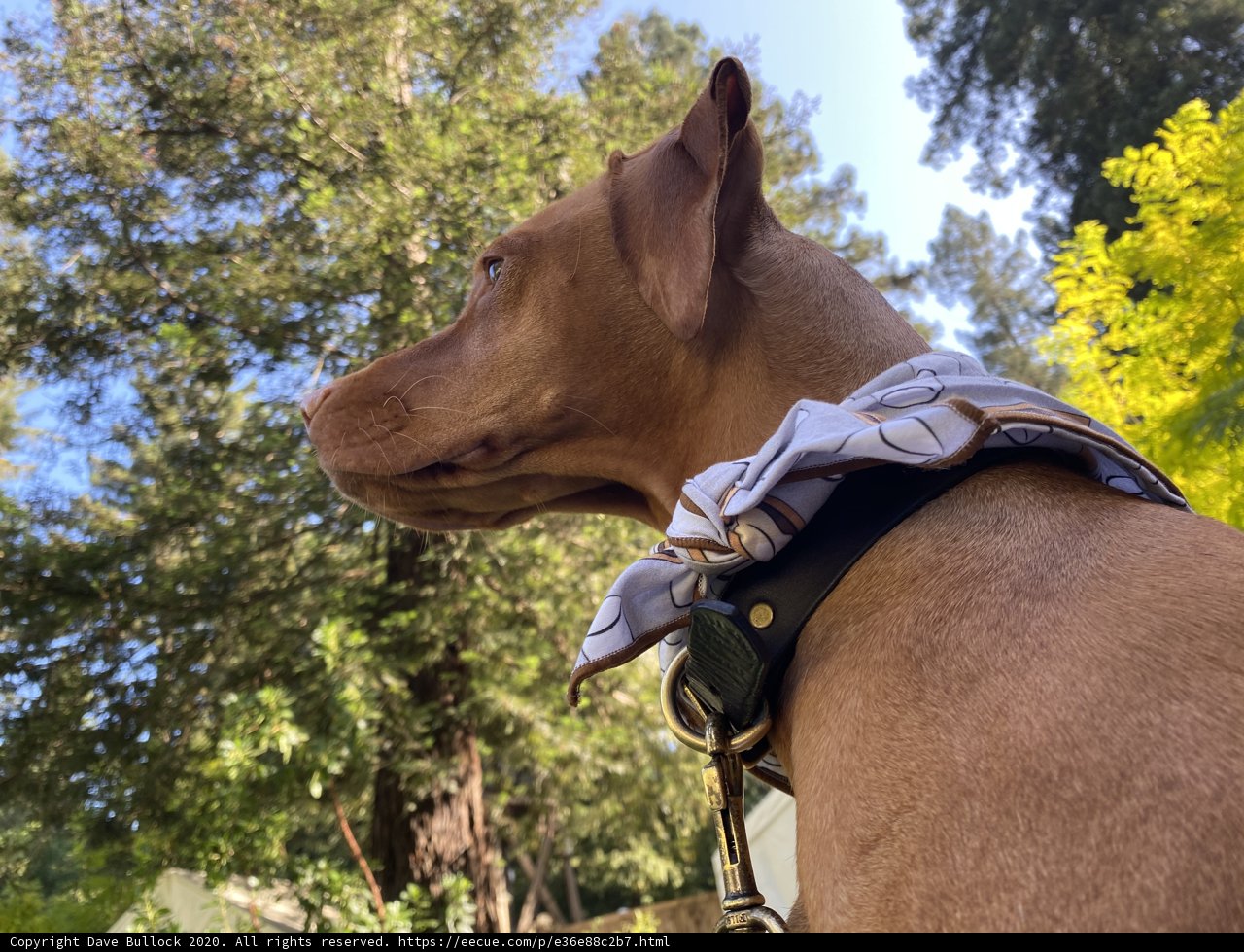 Stylish Canine in the Woods