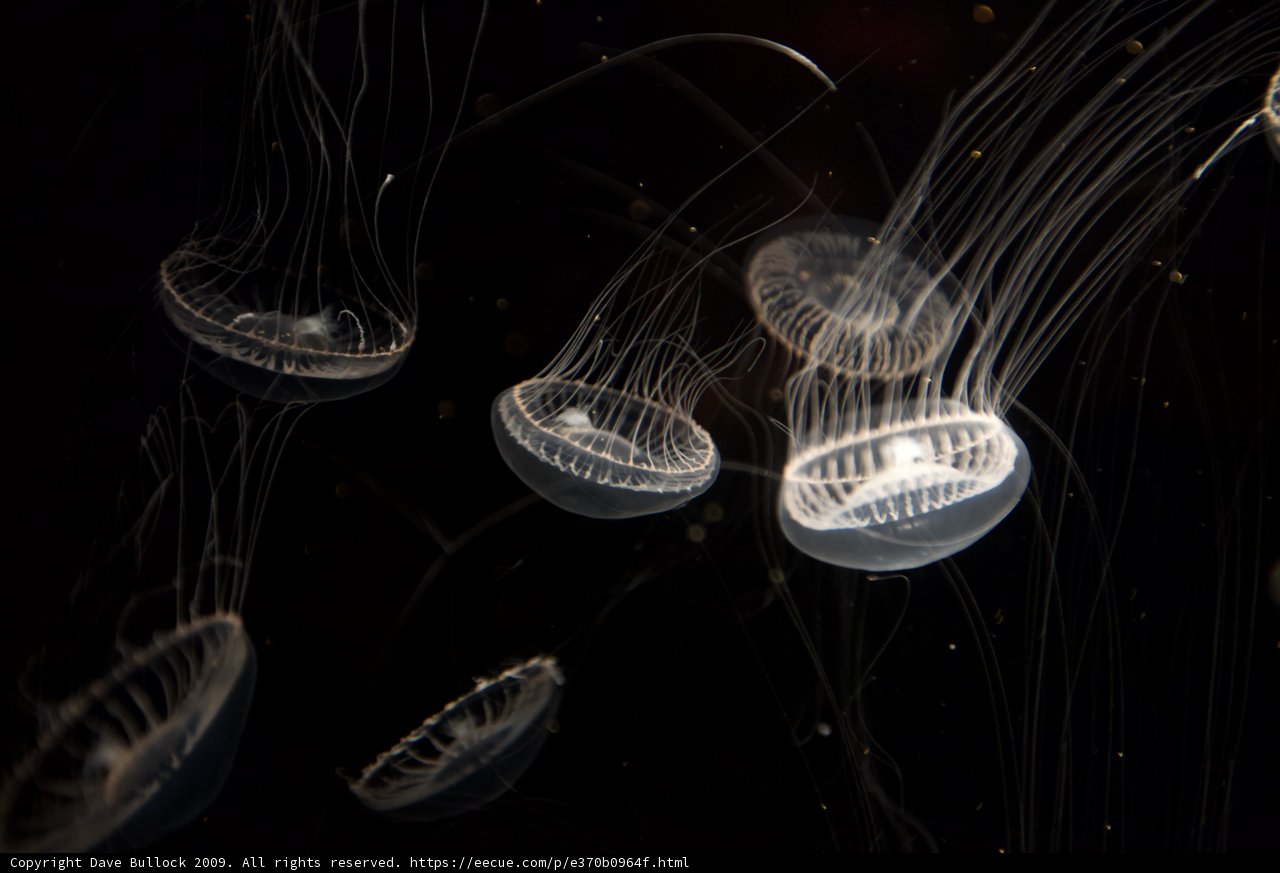 Glowing Jellyfish in the Dark Waters