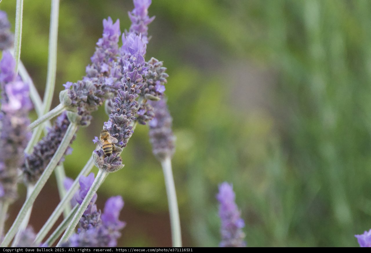 Busy Bees and Beautiful Blooms