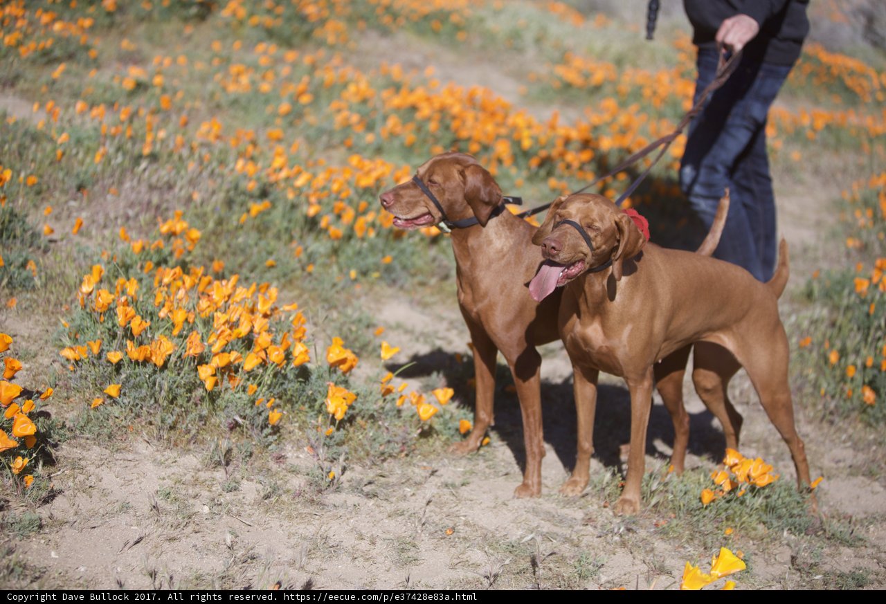 Walking with Flower Dogs