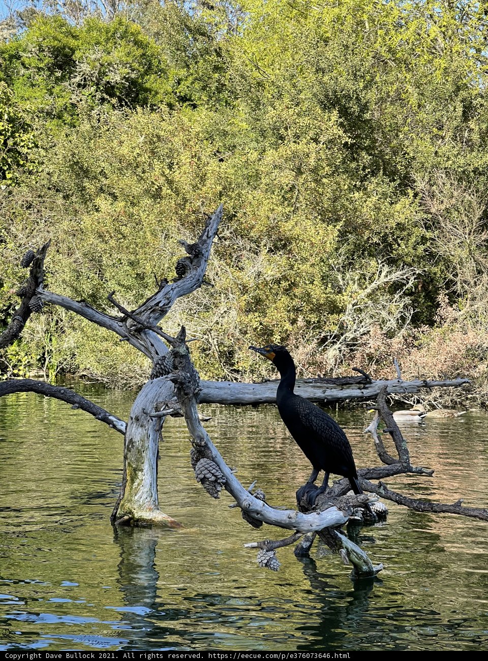 Cormorant perched on a tree branch in Stow Lake