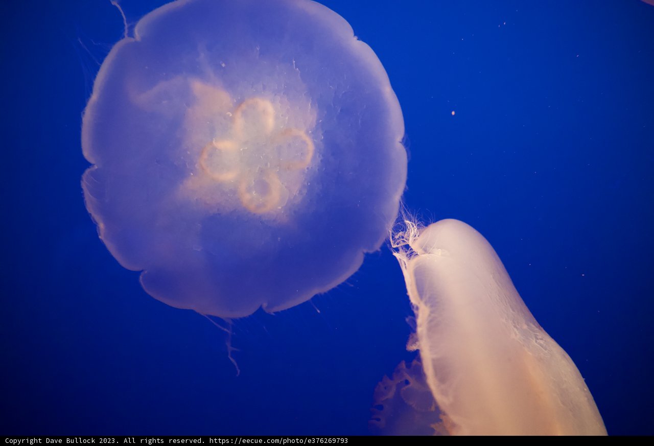 Graceful Underwater Ballet at the Monterey Bay Aquarium