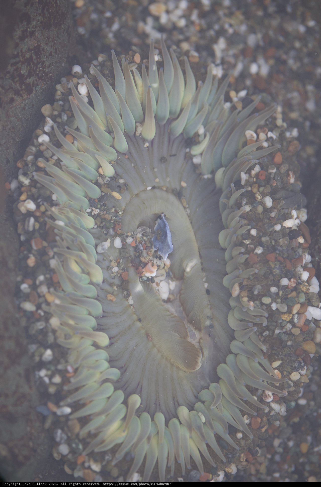 Giant Green Anemone Opens Wide in Tidal Pool