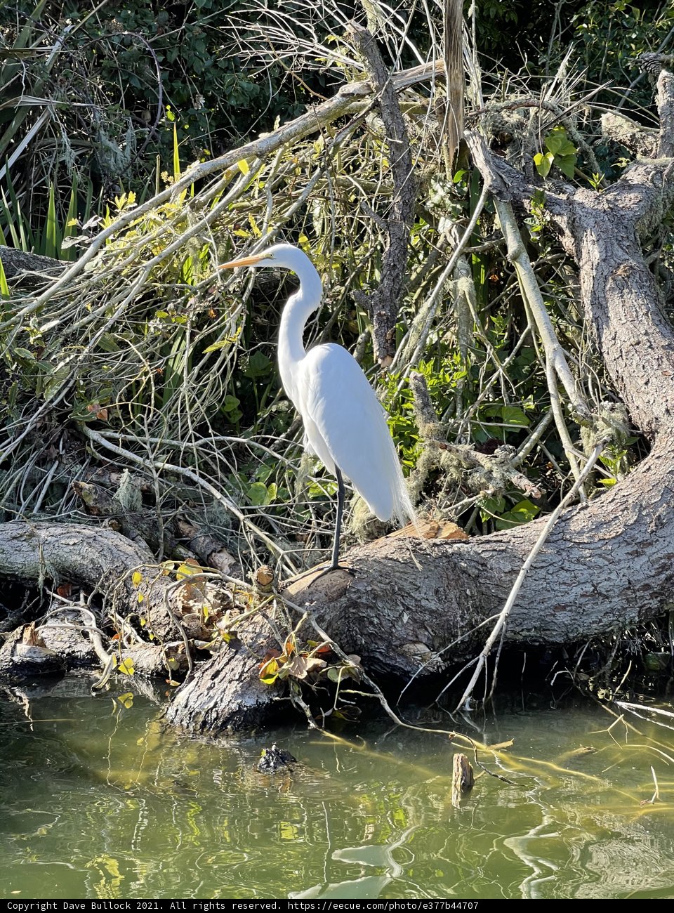 Great Egret in its Natural Habitat