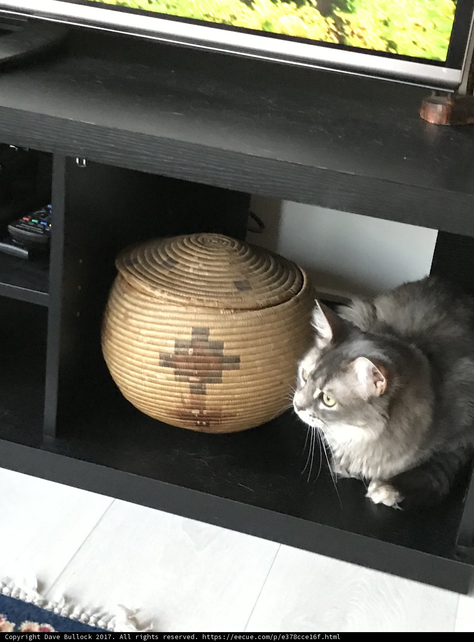 Feline Comfort
