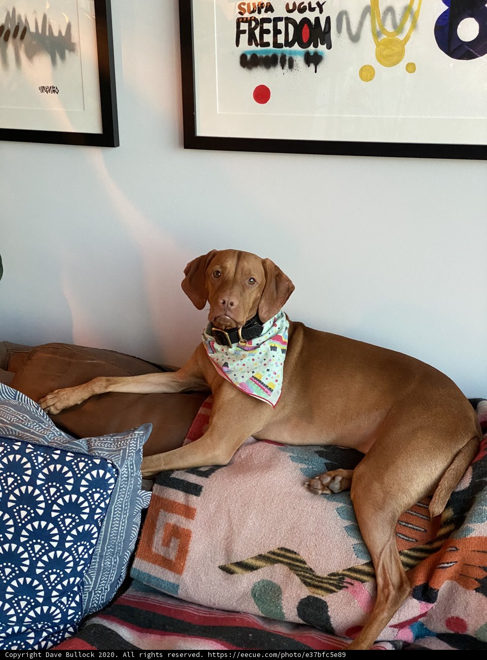 Canine Comfort