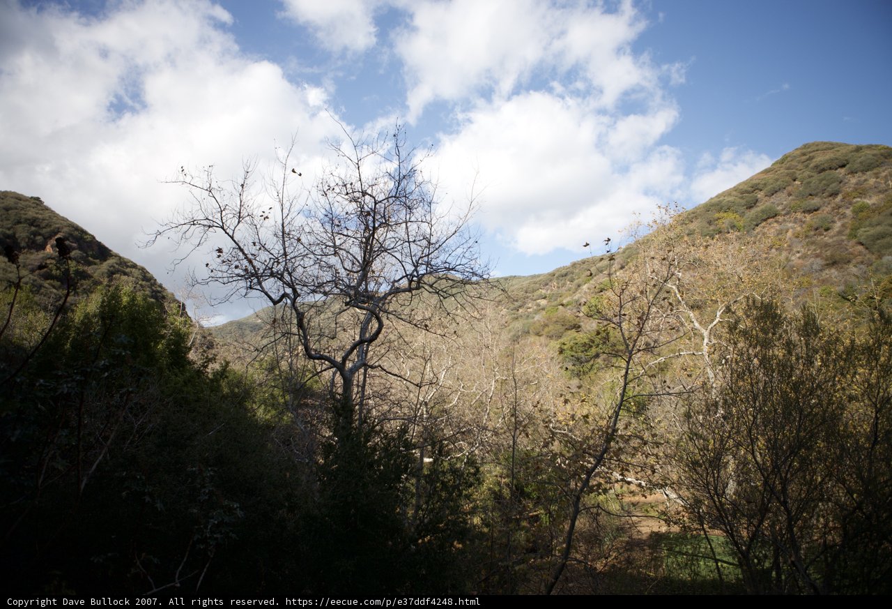Majestic Tree Amidst Wild Nature