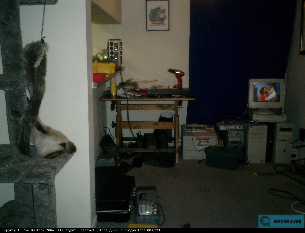 Hanging Cat in a Room with Electronics and Art