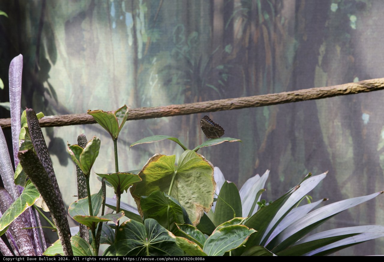 Vibrant Finch in Tropical Canopy