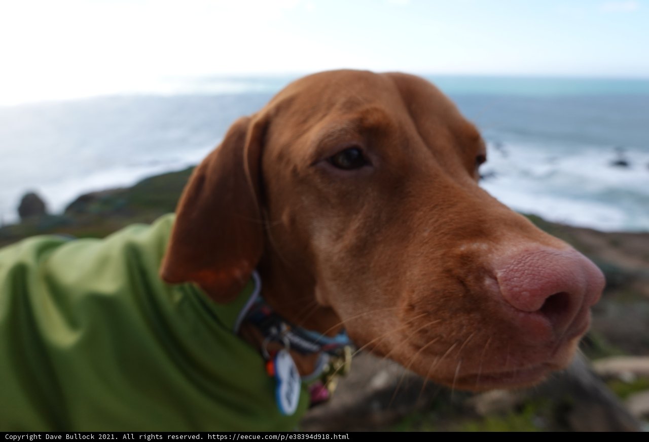 Green-Shirted Hound at the Seashore