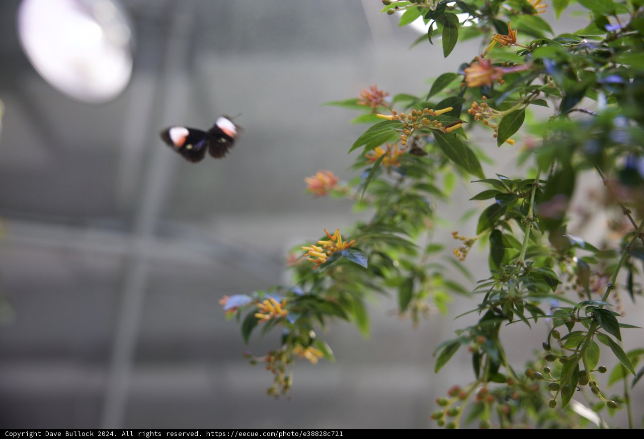 Winged Wanderer over Nature's Bounty