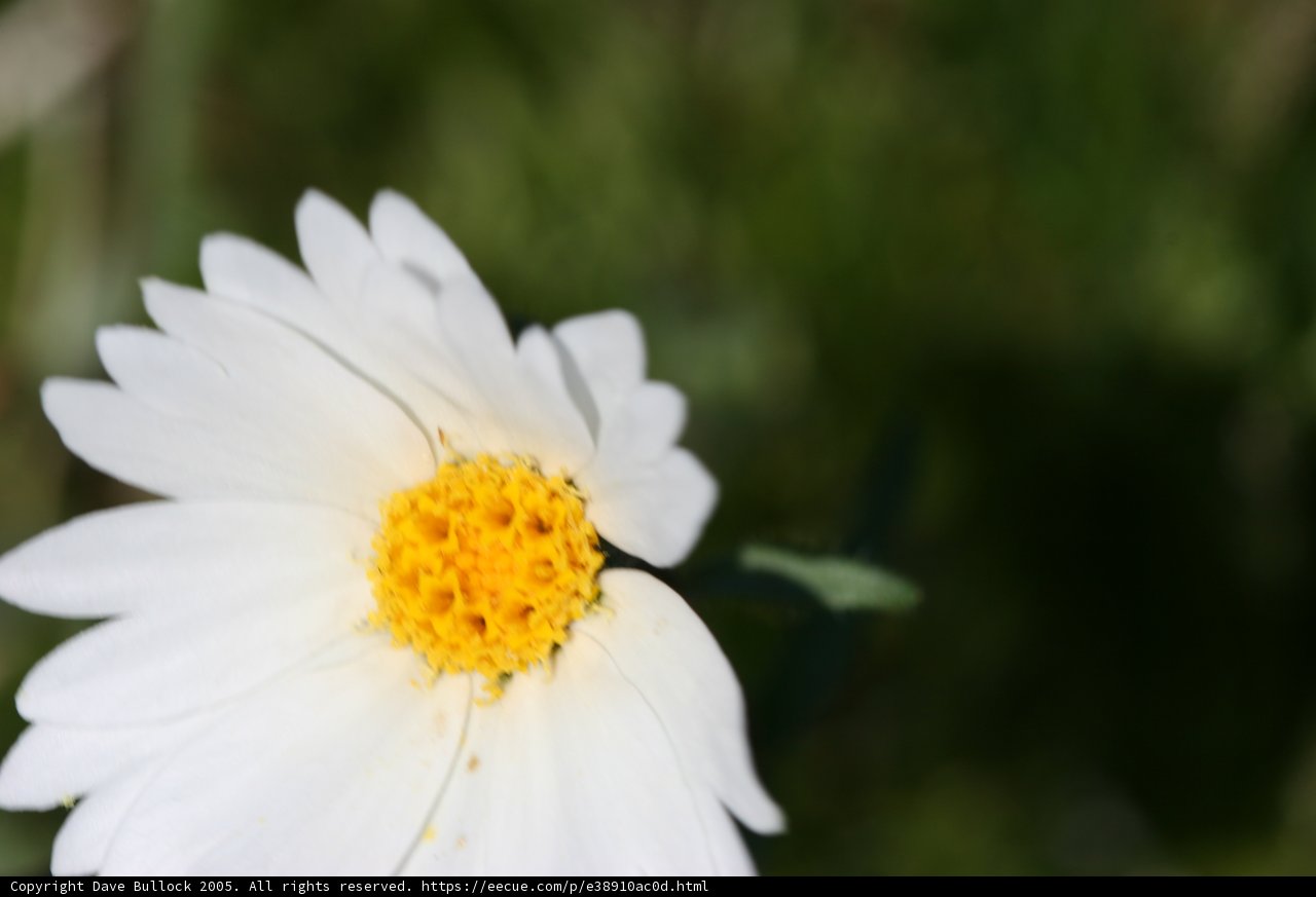 Peaceful Wildflower