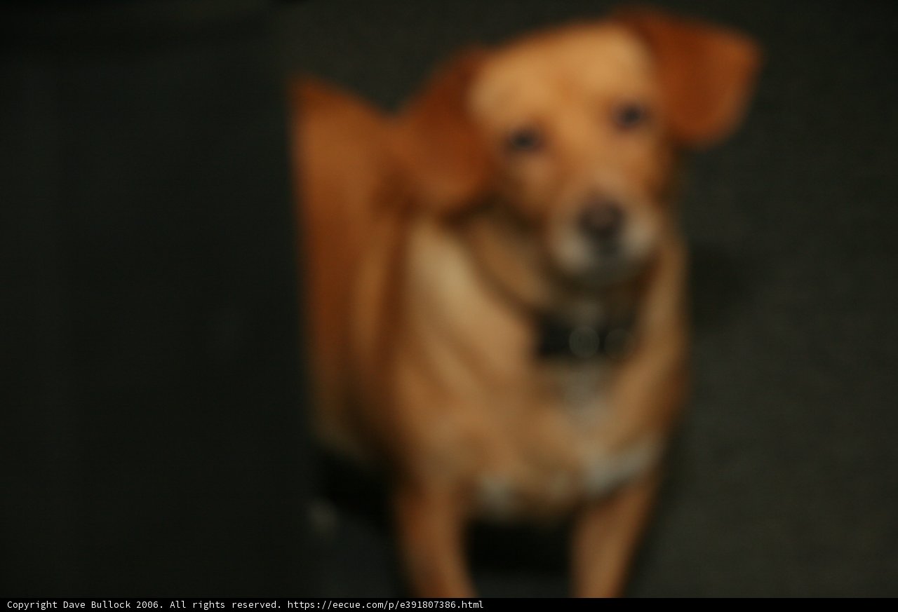 Majestic Canine Pose