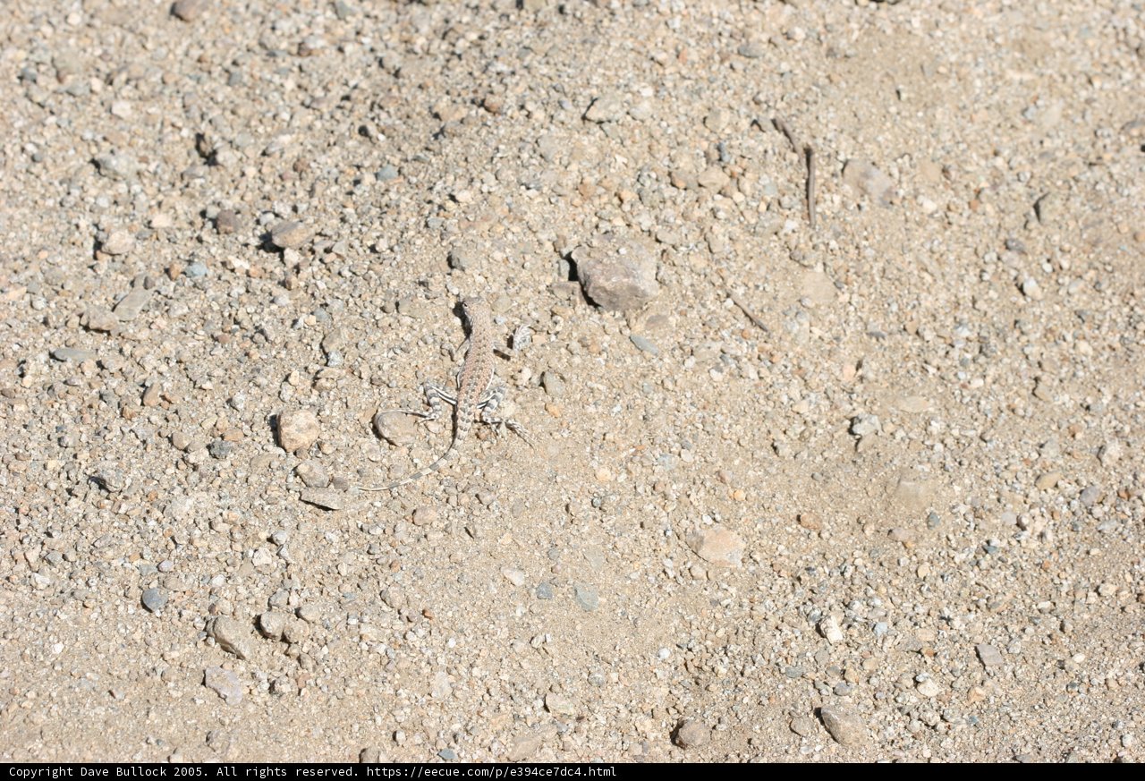 Solitary Stone on Soil