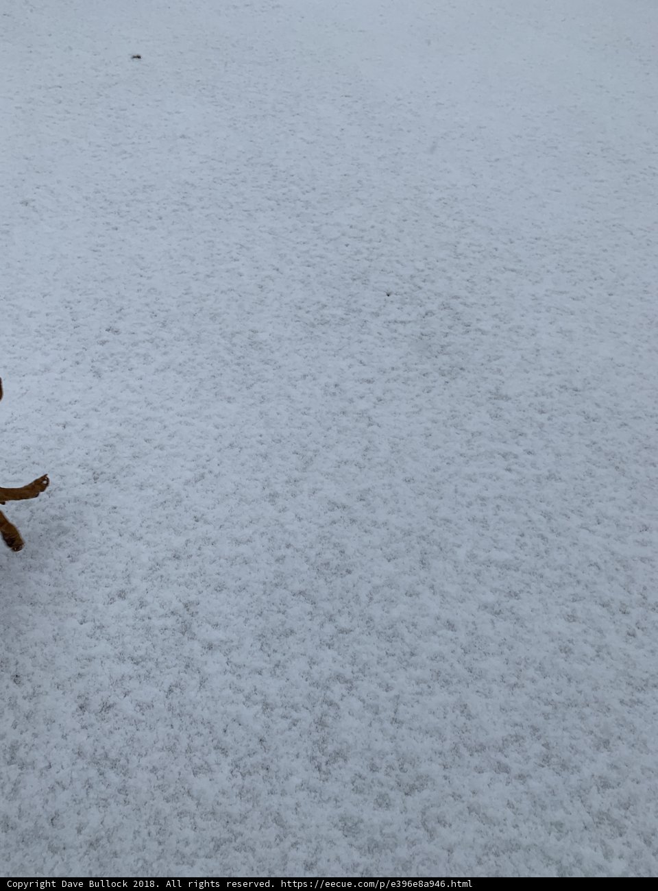 A Winter Stroll