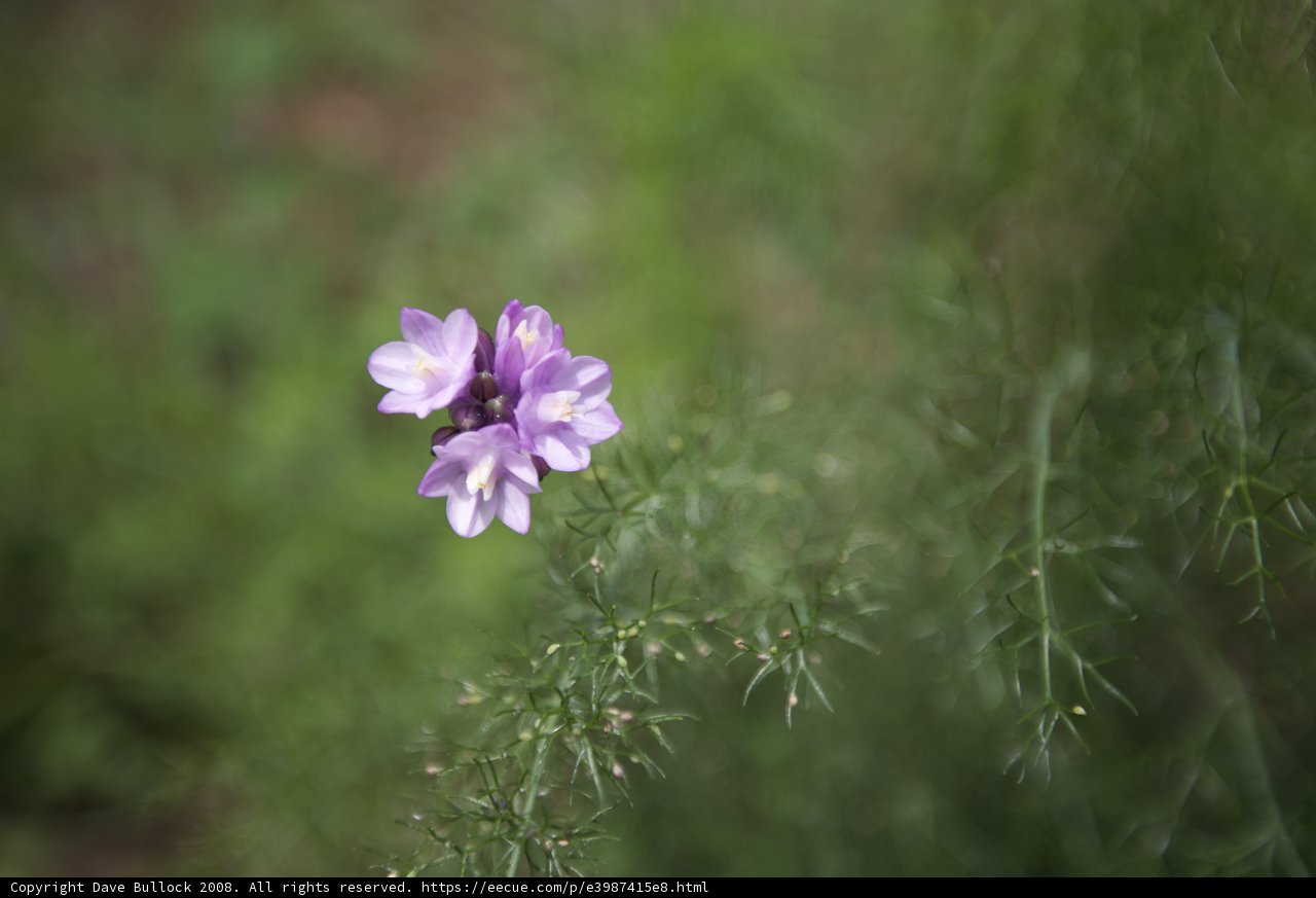 Solitary Beauty