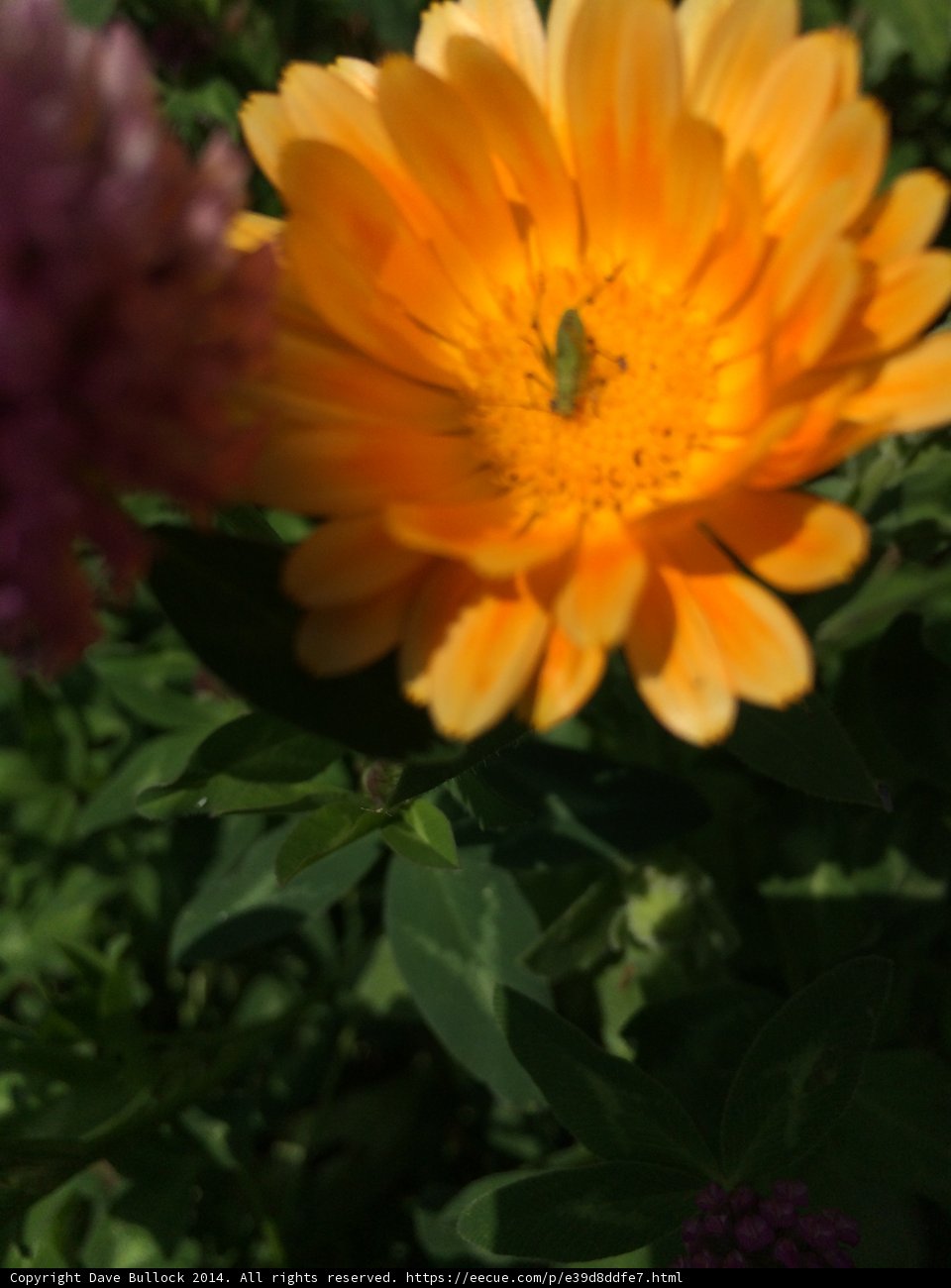 Daisy Bug