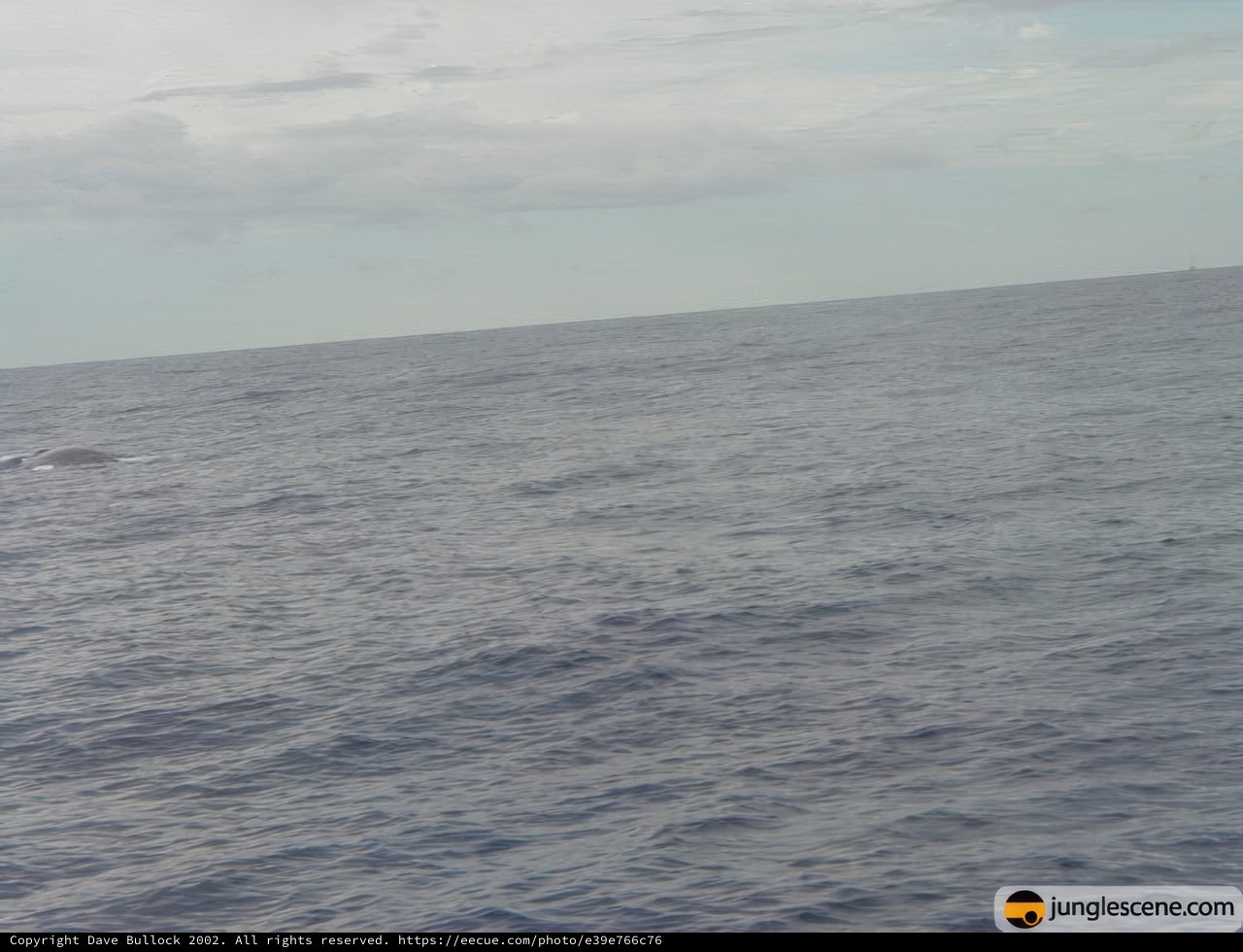 Majestic Encounter in the Pacific