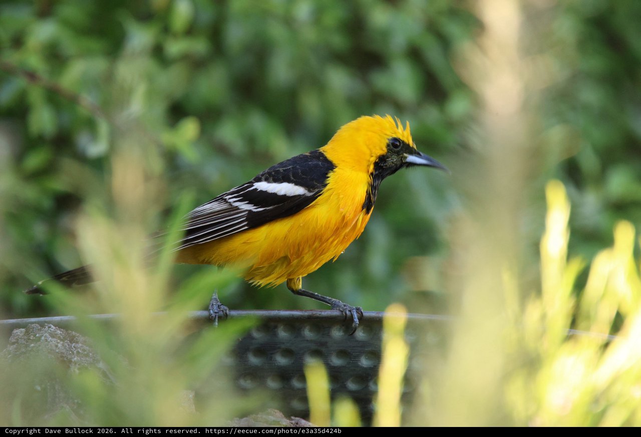 Vibrant Hooded Oriole Perched on Barbed Wire