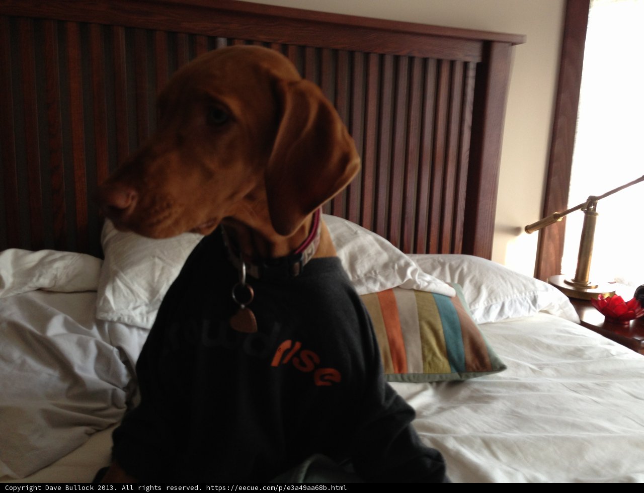 Home is Where the Hound is
