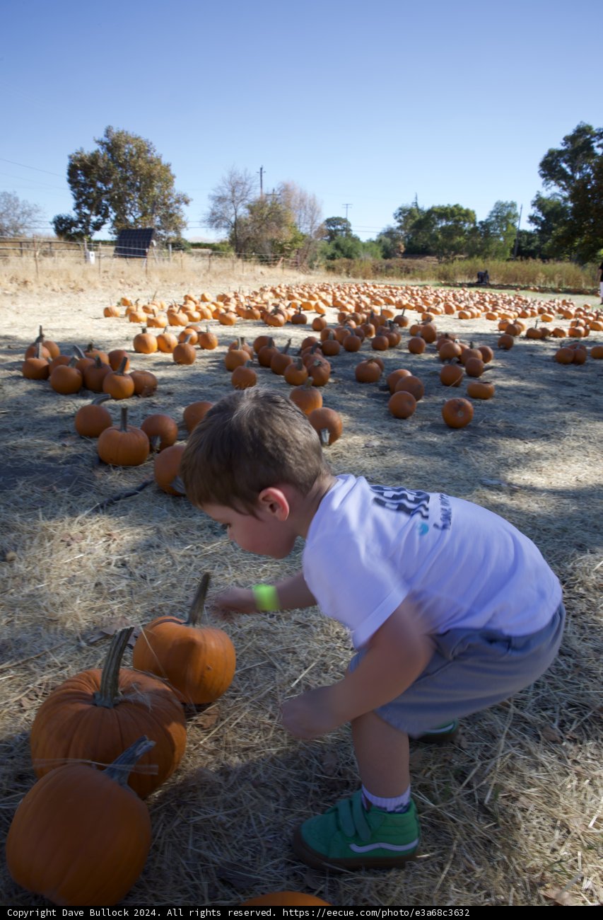 The Great Pumpkin Hunt