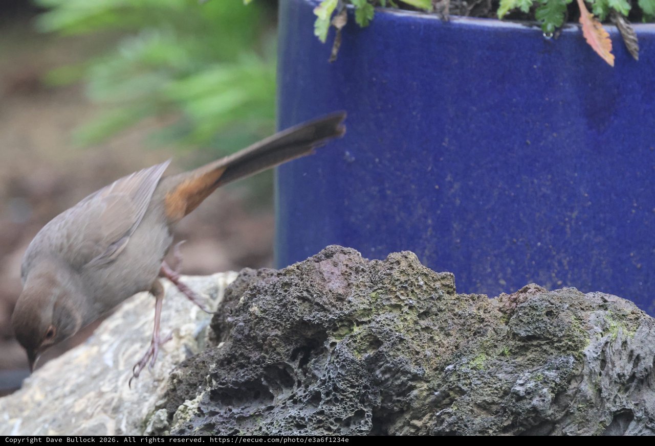 Nuthatch Foraging on Textured Rock by Blue Planter