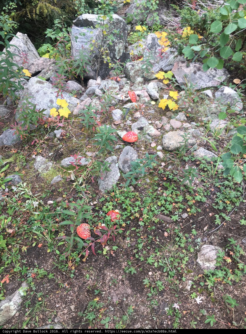 Red Mushrooms and Rock Garden