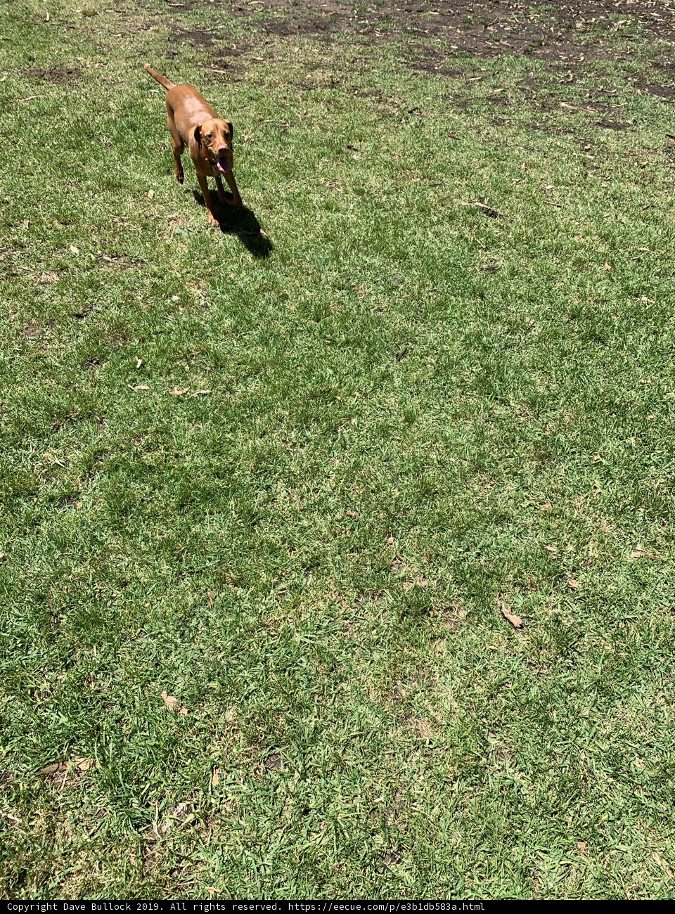 Rolling in the Grass