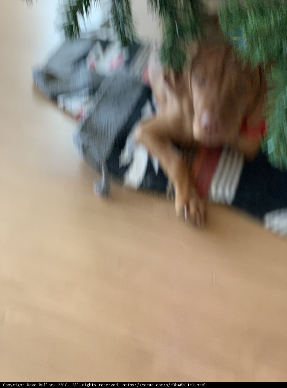 A Cozy Christmas Companion