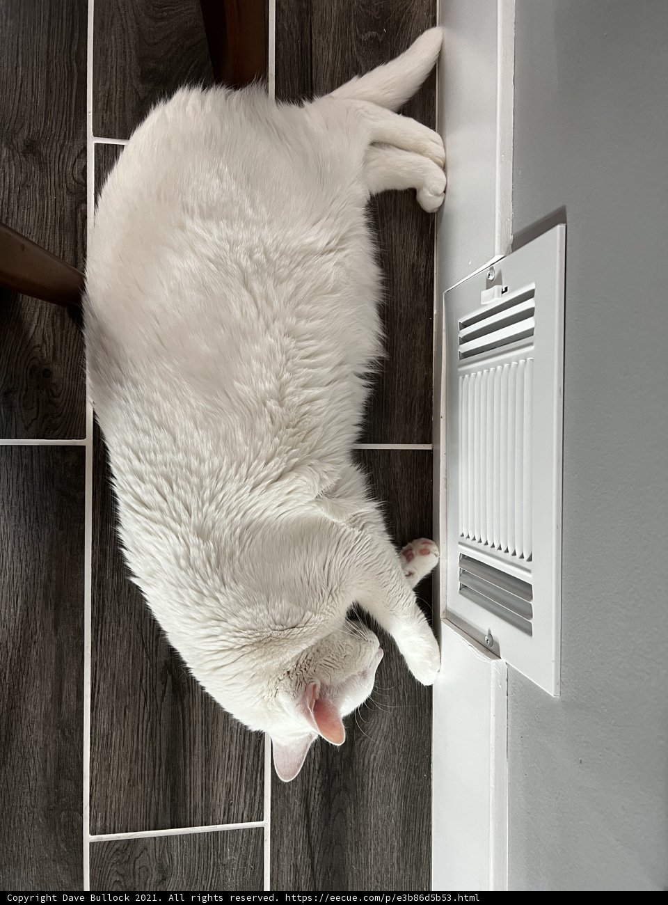 Cozy Companion