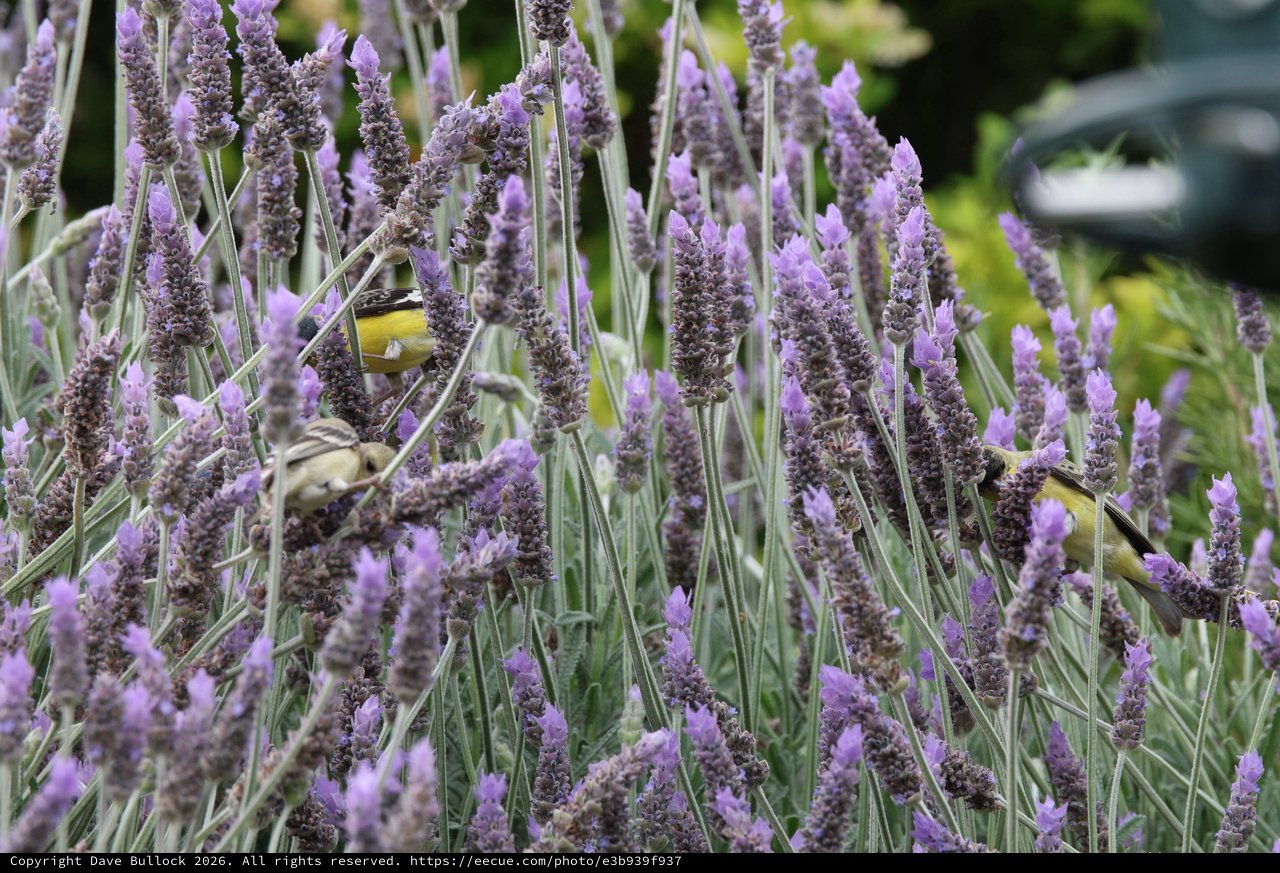Goldfinches Feeding Among Purple Lavender Blooms