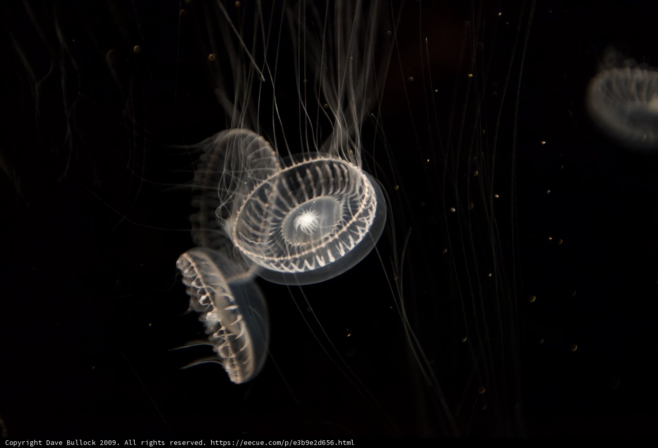 Glowing Sea Life