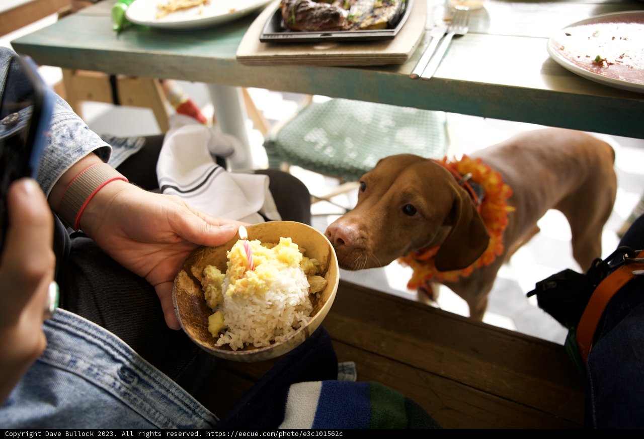 Puppy's Lunch Outing: A Hi-Li 5th Birthday Celebration