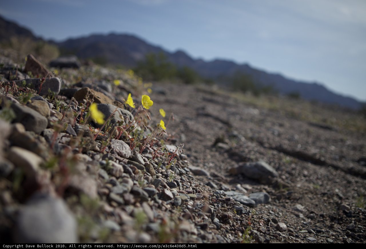 Lone Yellow Bloom Amongst the Rocks