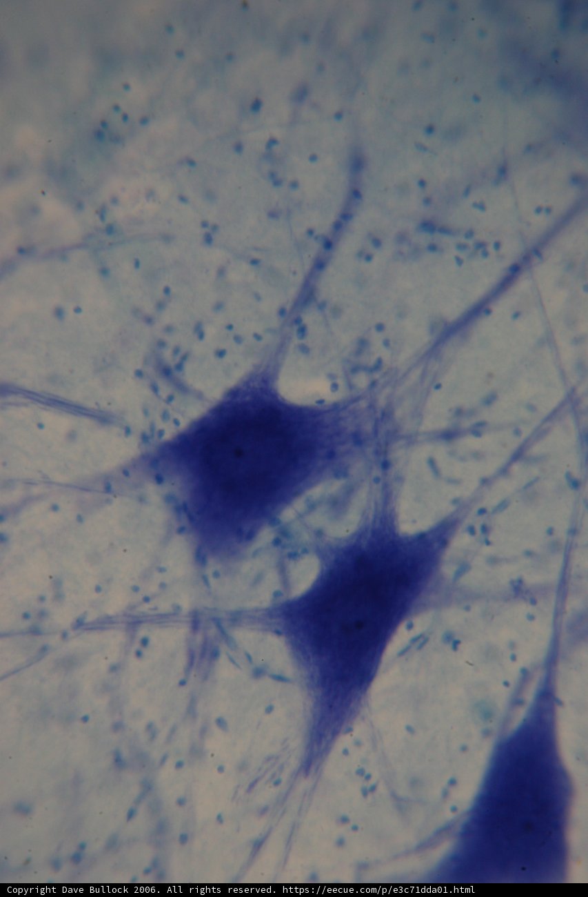 Blue-spotted Cell