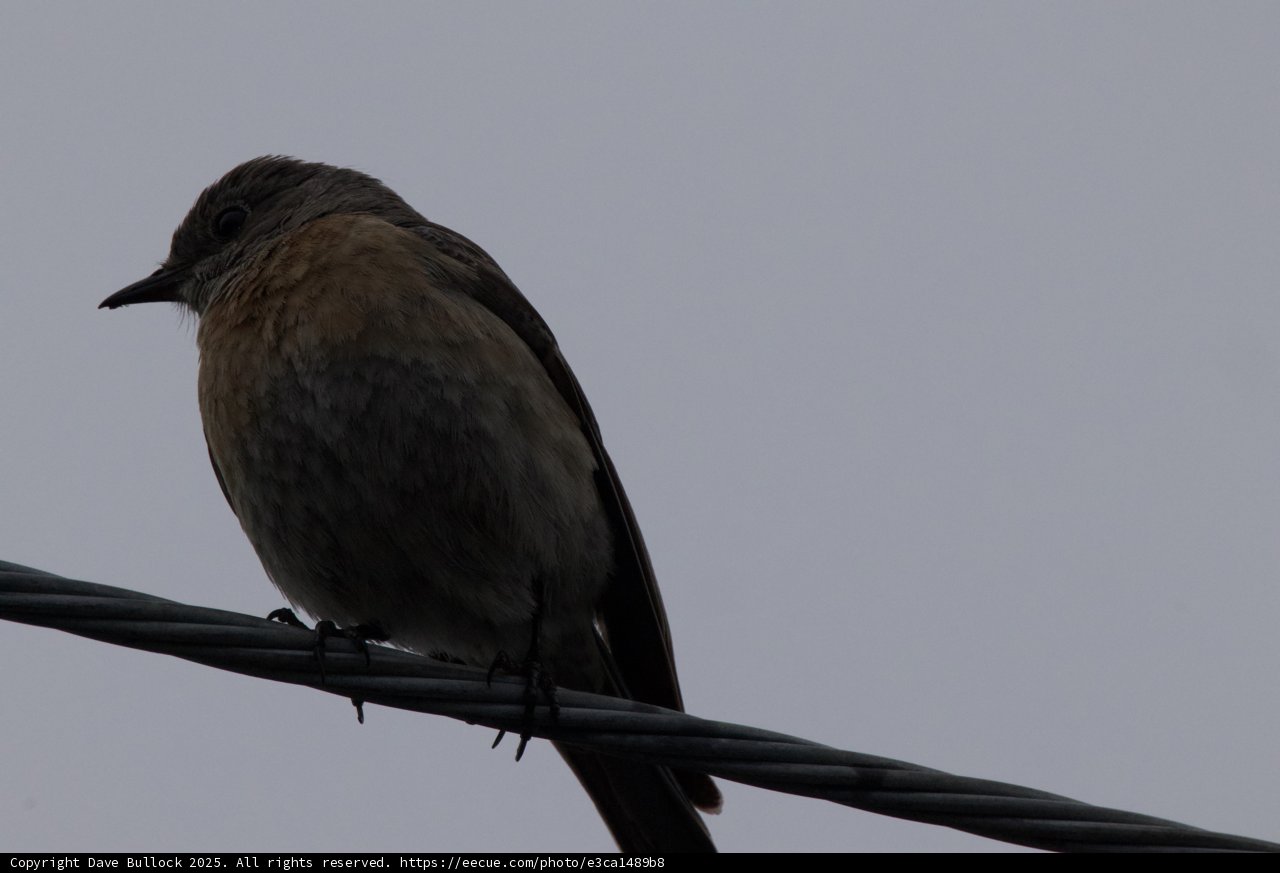 Perched on the Wire