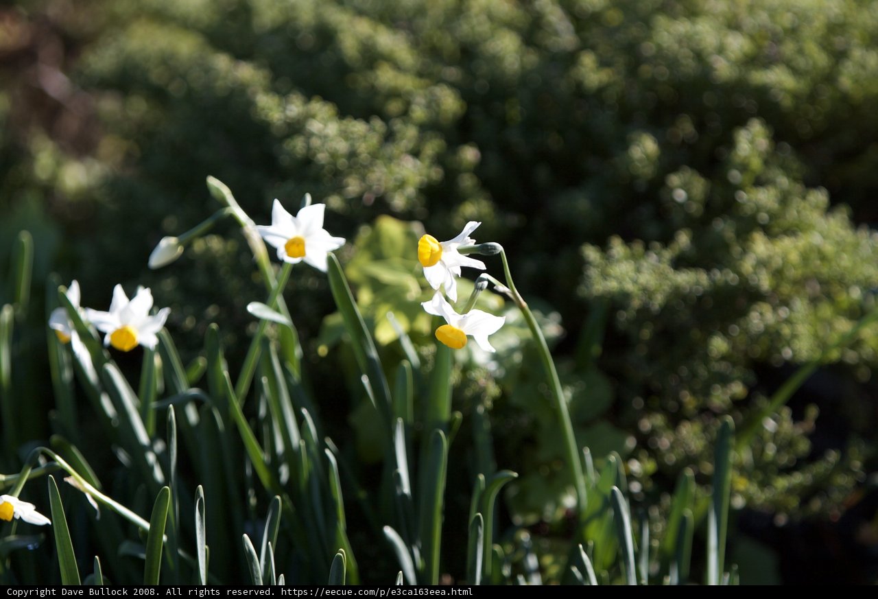 Dazzling Daffodils in the Garden