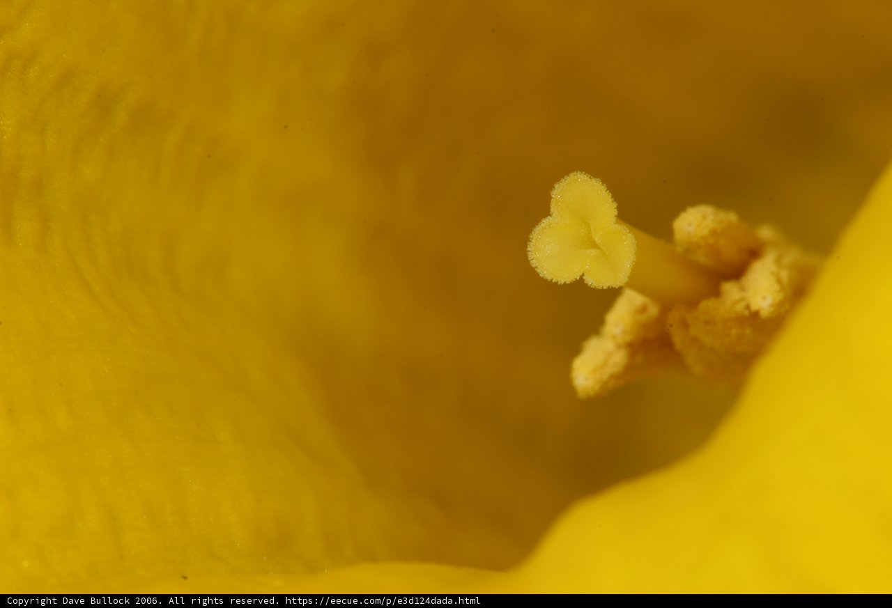 Burst of Sunshine
