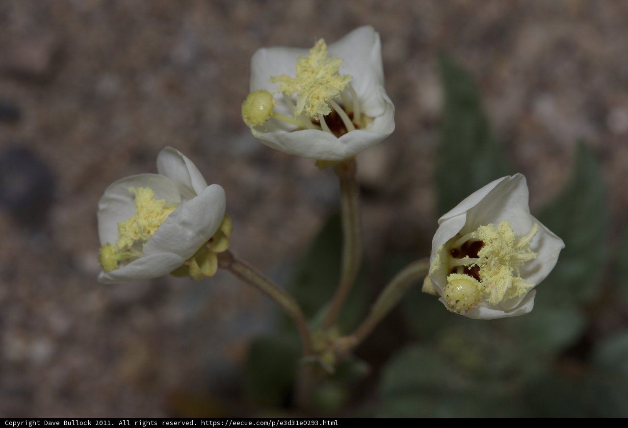 Beauty in Threes