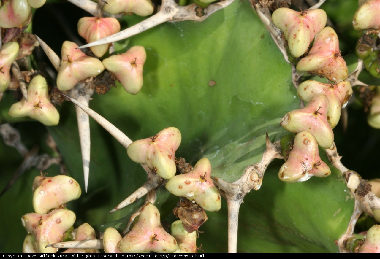A Cactus Bloom
