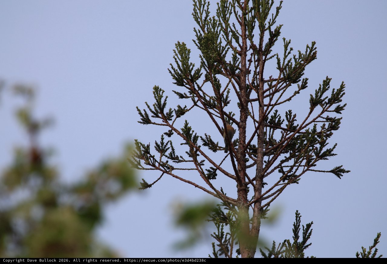 Small Bird Perched Among Sparse Conifer Branches