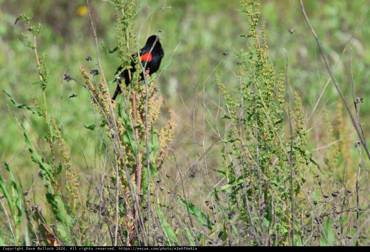 Red-Winged Blackbird Perched in Wetland Grasses