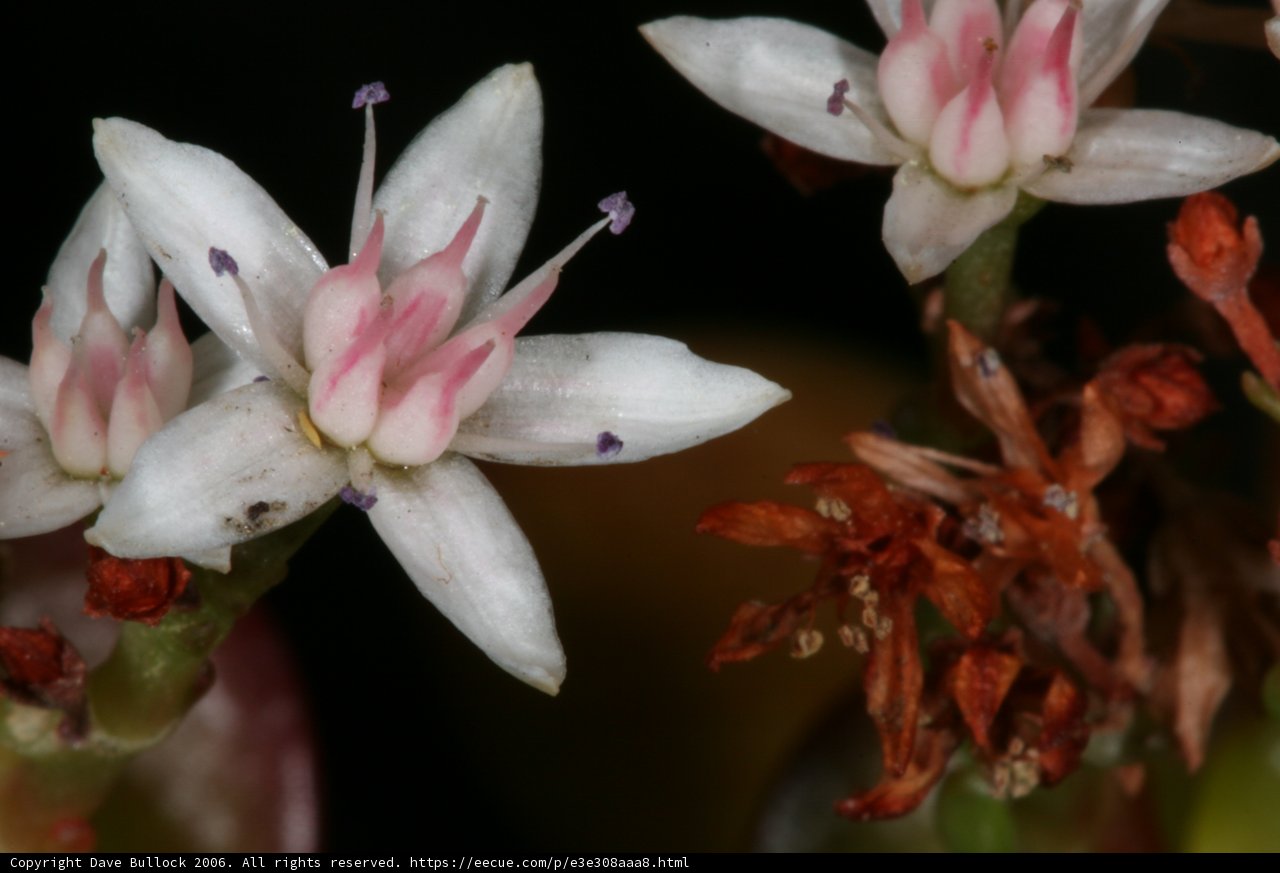 A White and Pink Petal Beauty