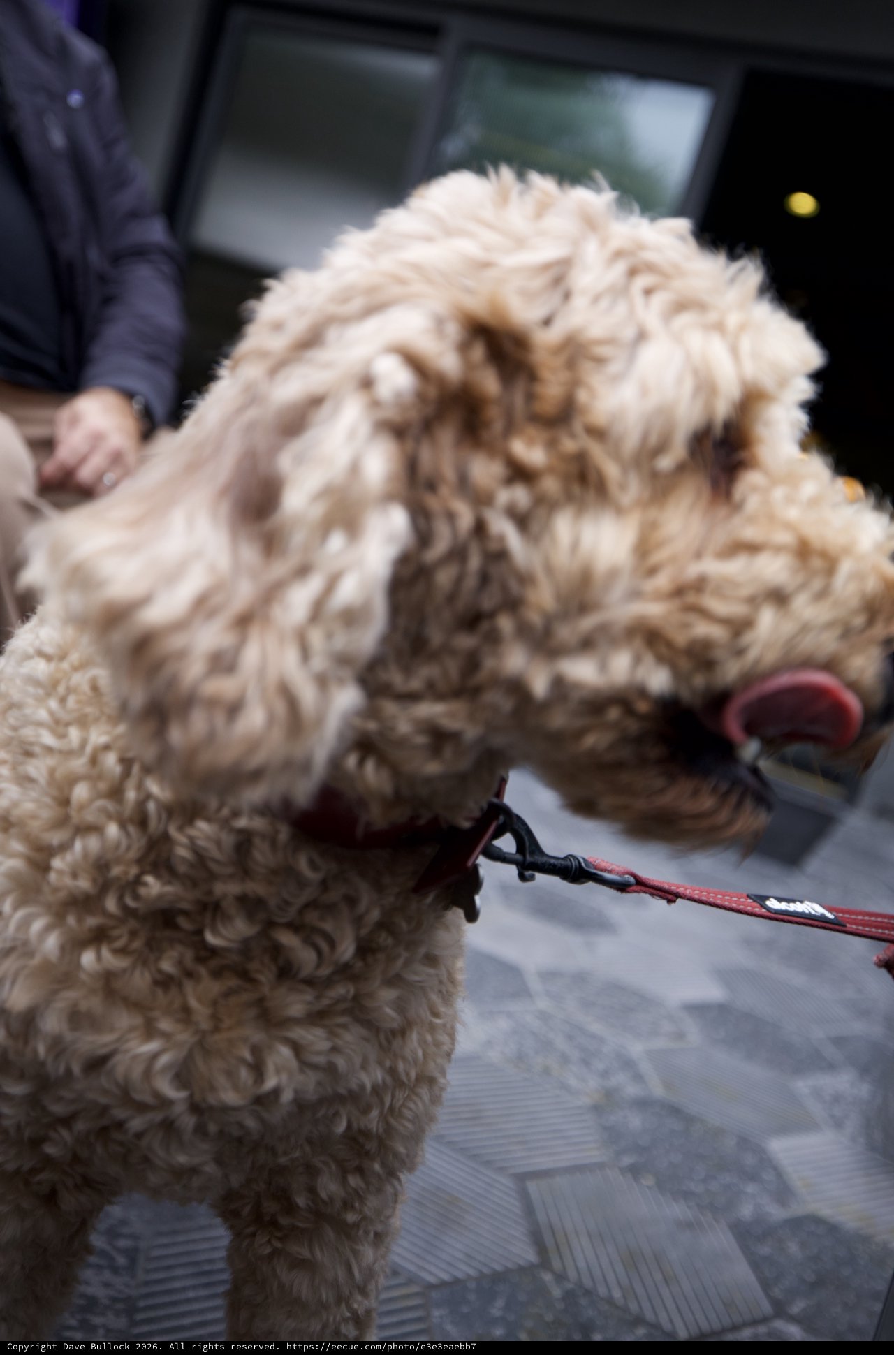 Curly-Haired Dog on Leash in Urban Setting