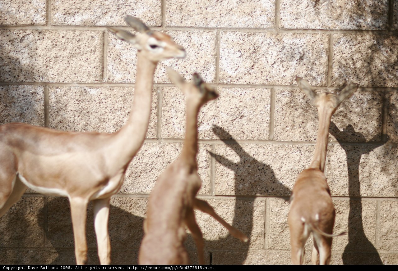 Gazelles on the Wall